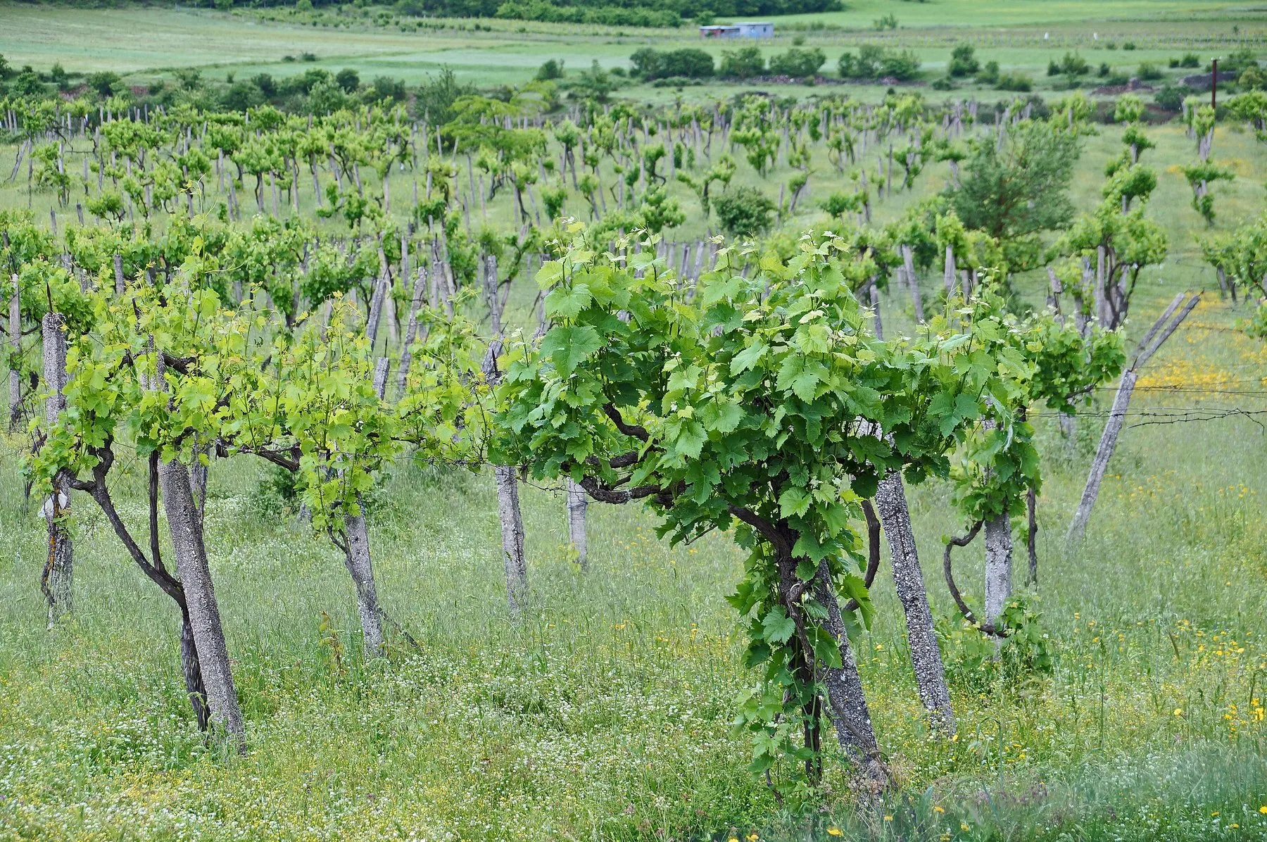Rader av unga vinstockar med gröna blad på en vingård i Përmetdistriktet i södra Albanien