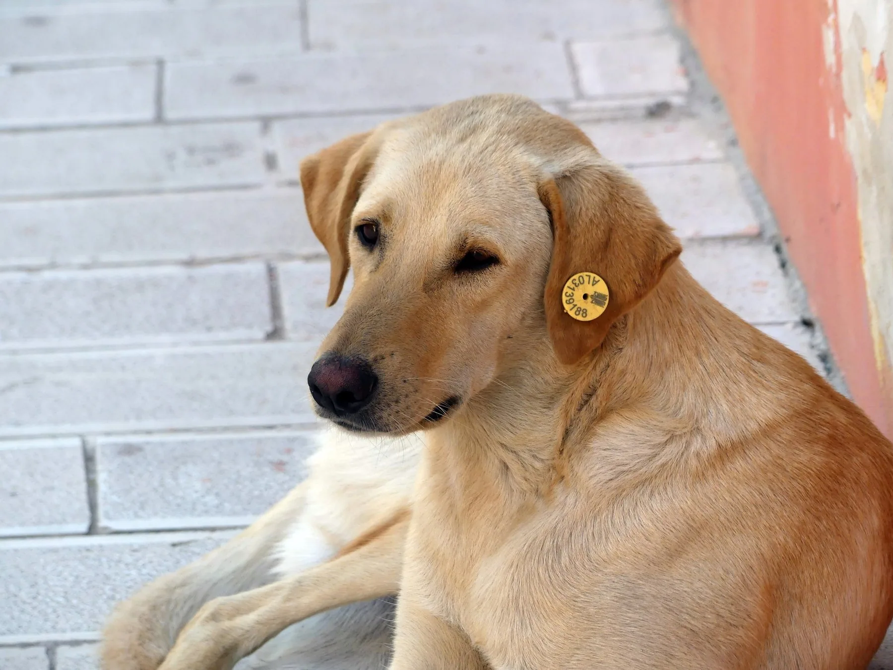 Ljusbrun gatuhund med öronmärke vilar lugnt på en trottoar i Vlora